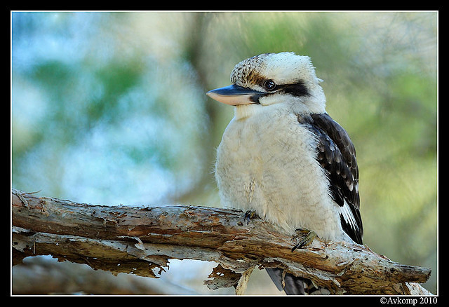 kookaburra 5730