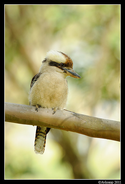 kookaburra 0260