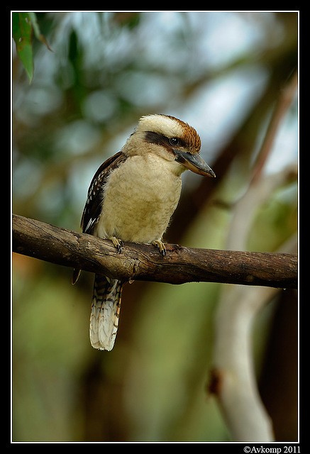 kookaburra 0262