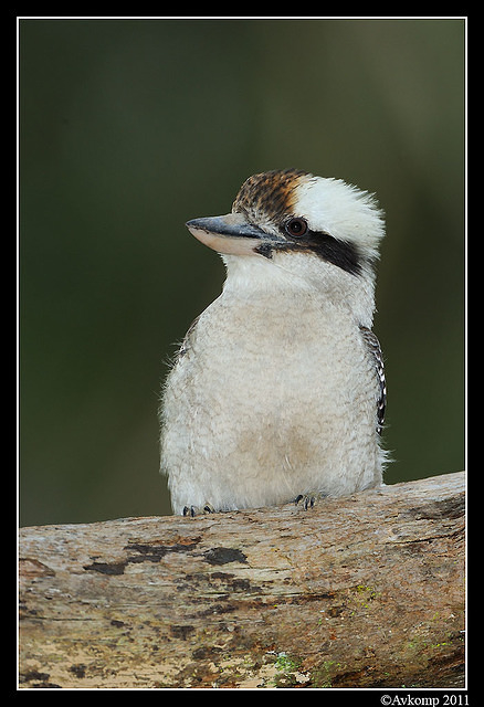 kookaburra 0264