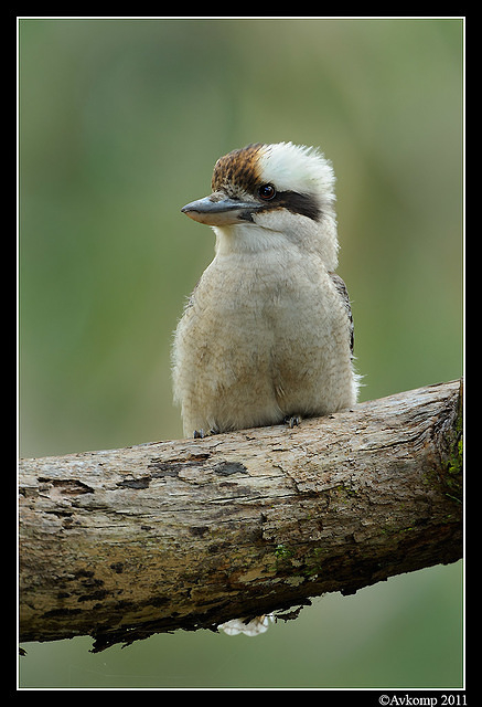 kookaburra 0266