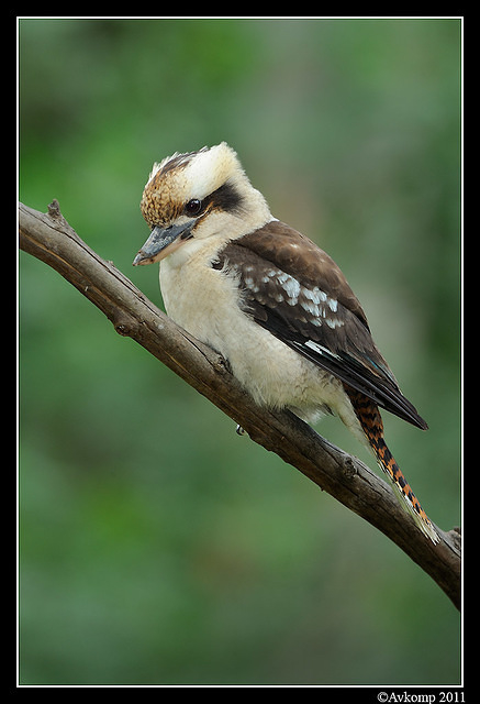 kookaburra 0268