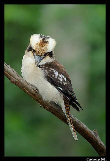 kookaburra 0269