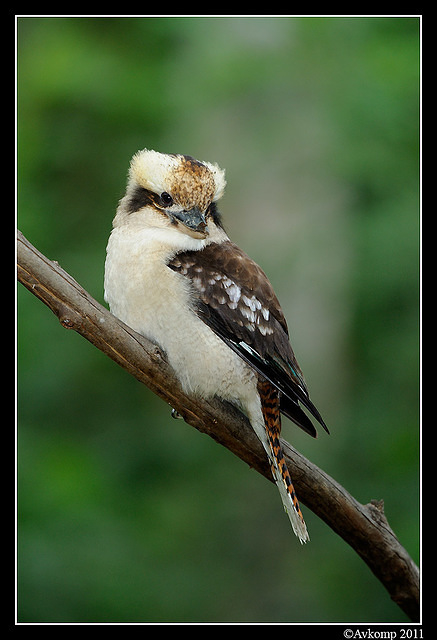 kookaburra 0270