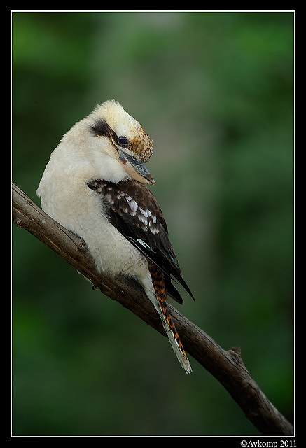 kookaburra 0271