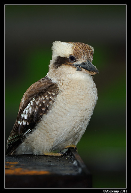 kookaburra 0272