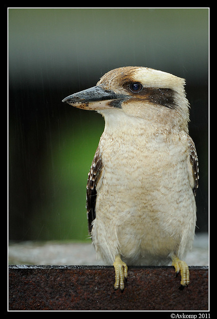 kookaburra 0273