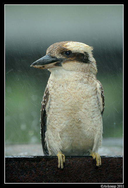 kookaburra 0274