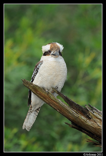 kookaburra 0363