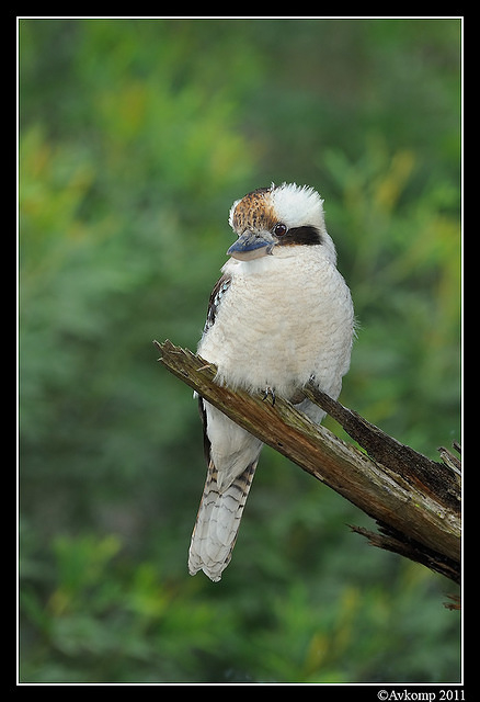 kookaburra 0364