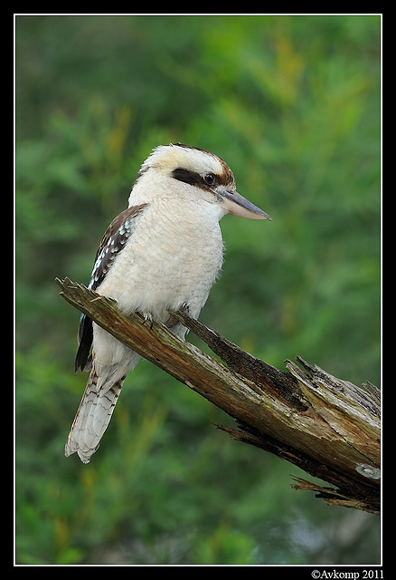 kookaburra 0365