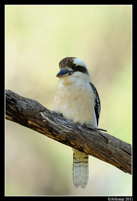 kookaburra 0681