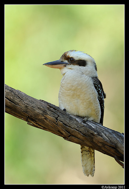 kookaburra 0682