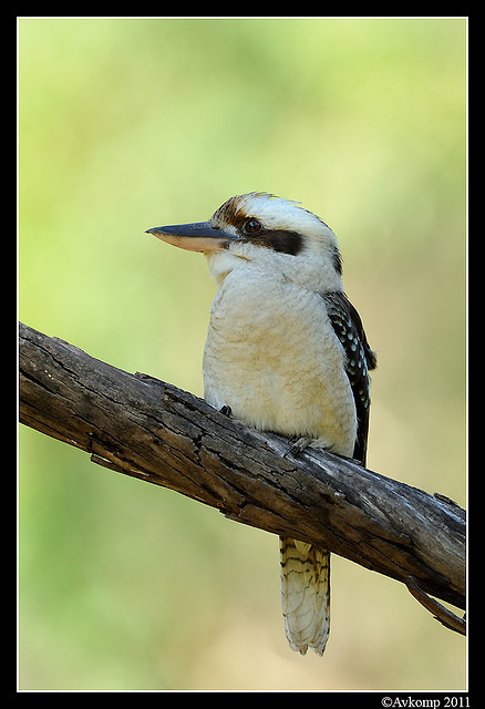 kookaburra 0683