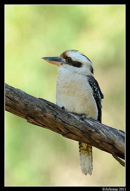 kookaburra 0685