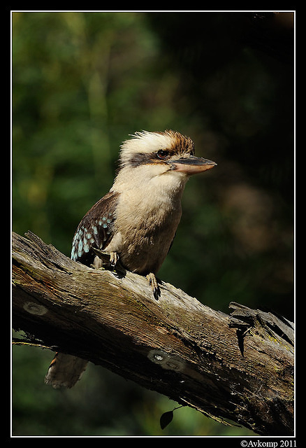 kookaburra 0686