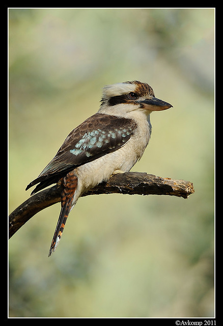 kookaburra 0691