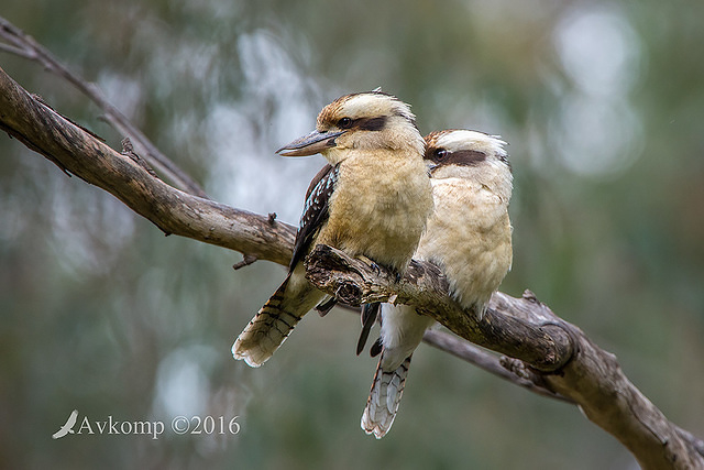 kookaburra 10542