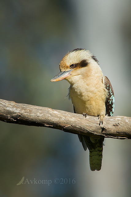 kookaburra 10960