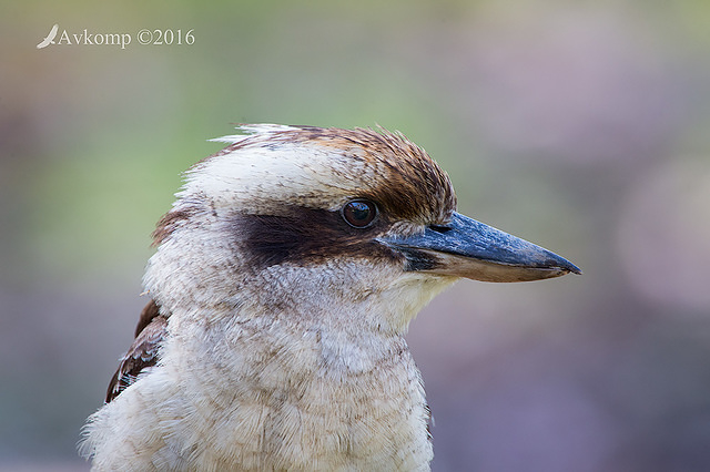 kookaburra 10966