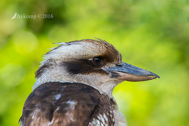 kookaburra 10971