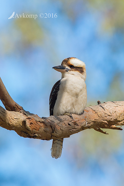 kookaburra 11020