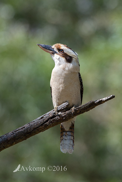 kookaburra 11029