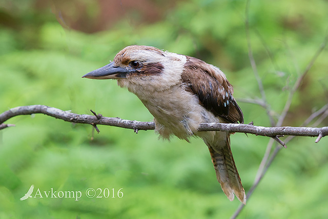 kookaburra 12755