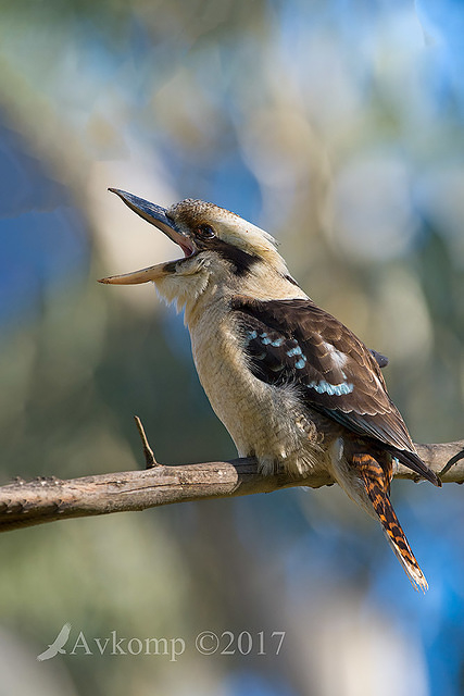 kookaburra 13627