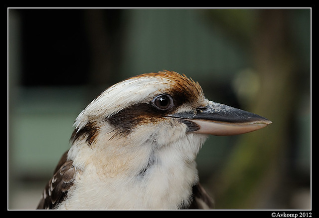 kookaburra 1609