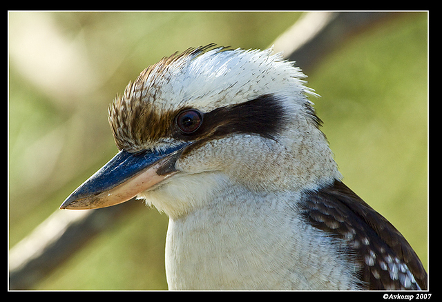 kookaburra 175