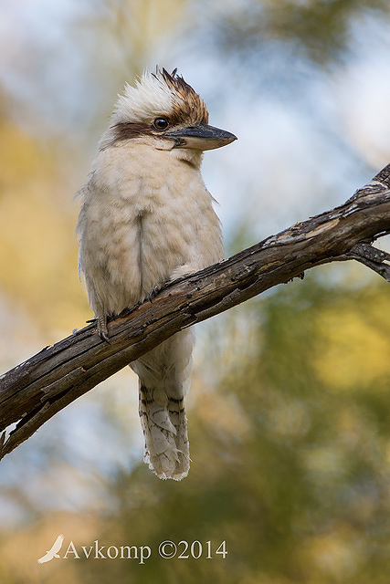 kookaburra 18760