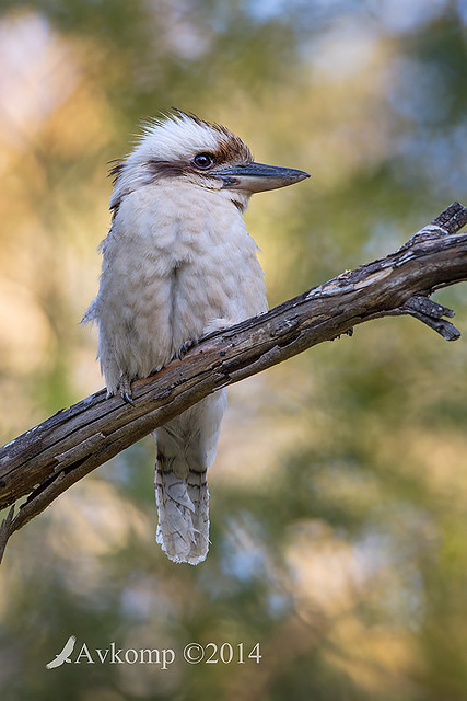 kookaburra 18762