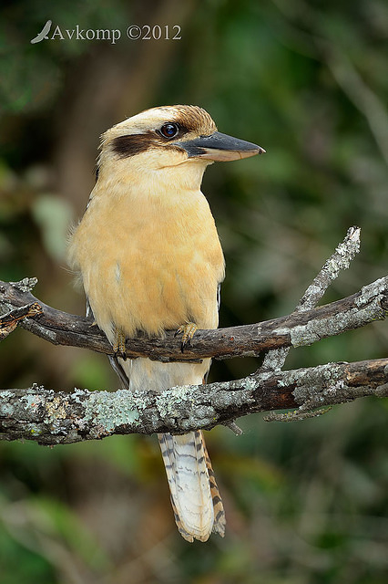 kookaburra 3557