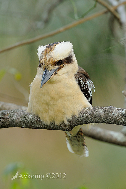 kookaburra 3572