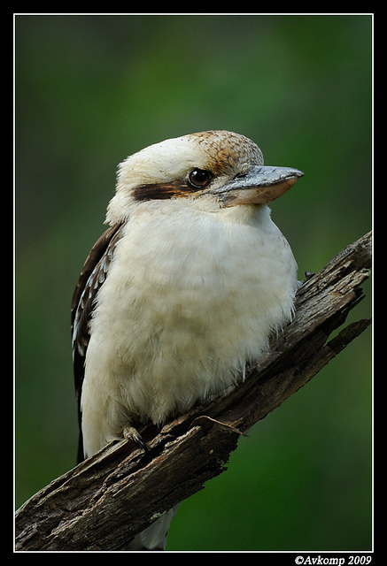 kookaburra 4394