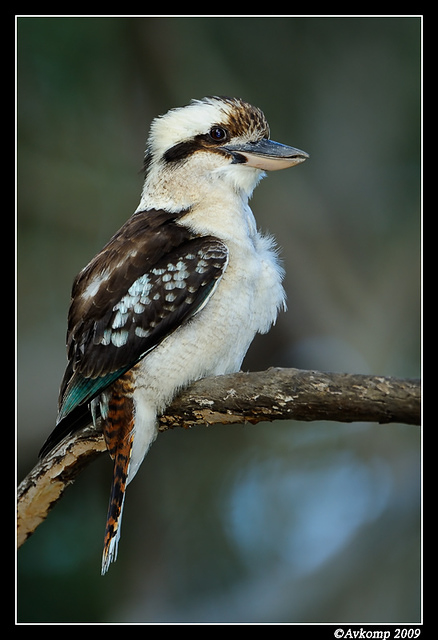 kookaburra 4397