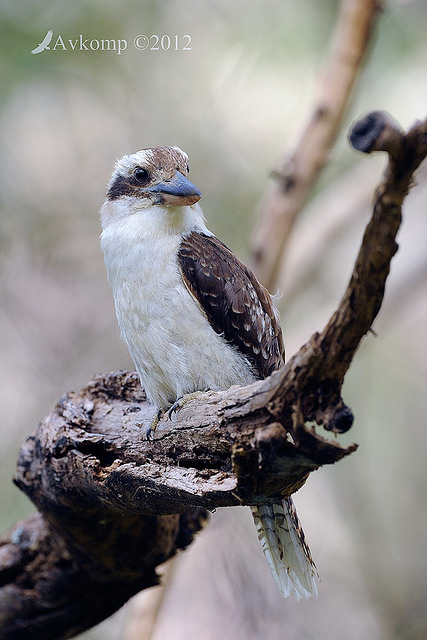 kookaburra 4491