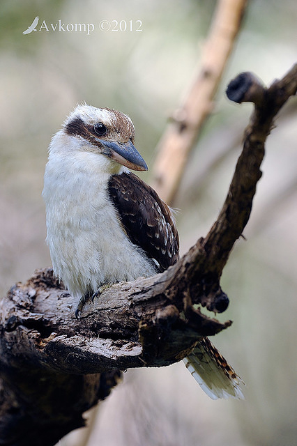 kookaburra 4492