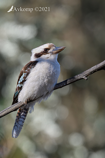 kookaburra 6364