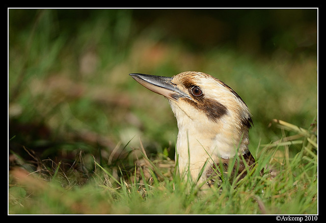 kookaburra 6449