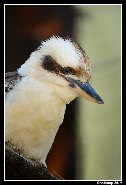 kookaburra 6455