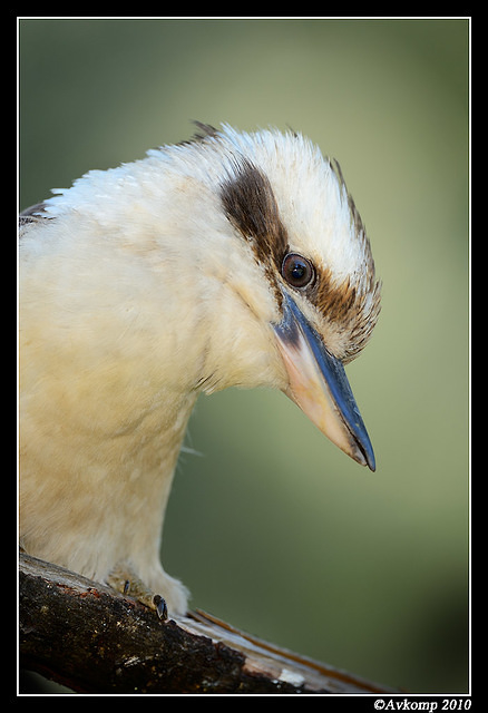 kookaburra 6456