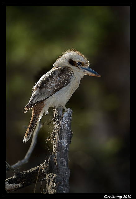 kookaburra 6470