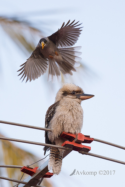 kookaburra and miners 14368