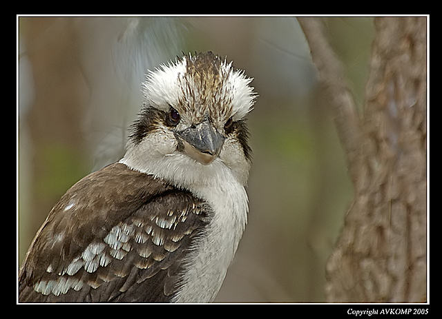 kookaburra-6