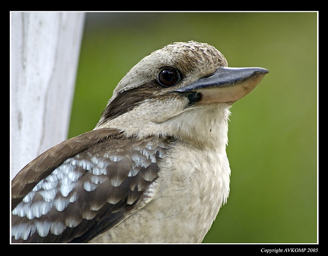 kookaburra-portrait-2-wolle