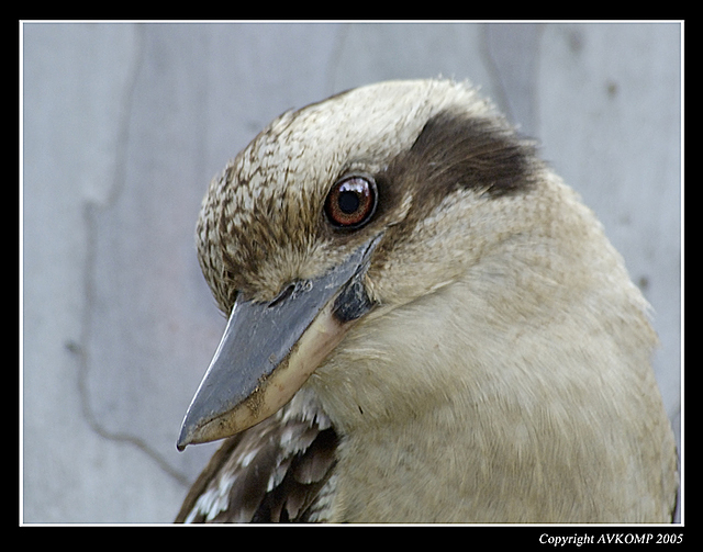 kookaburra-portrait-3a-woll