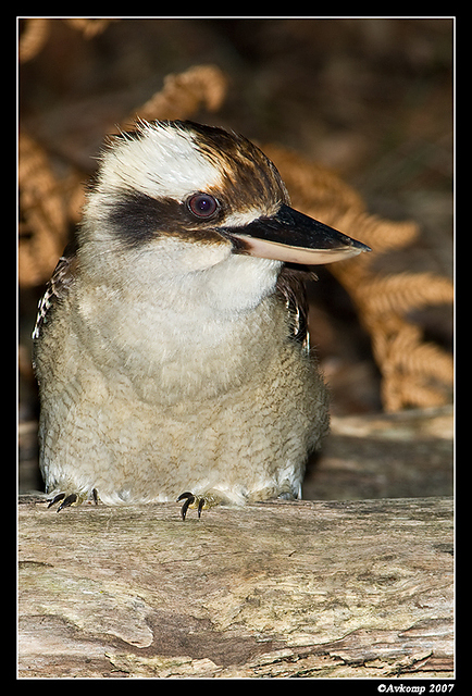 kookaburra205