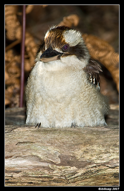 kookaburra206